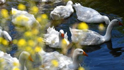 Kars'ta yetiştiriciliği yaygın yapılan kazlar, yaz sıcaklarında serinlemeleri için dere