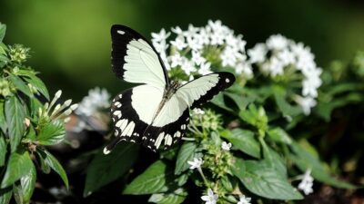 Konya Tropikal Kelebek Bahçesi, 70'i Türkiye'de sadece burada görülebilecek 200