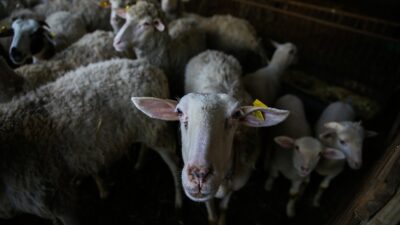 Türkiye Damızlık Koyun Keçi Yetiştiricileri Merkez Birliği Genel Başkanı Çelik,