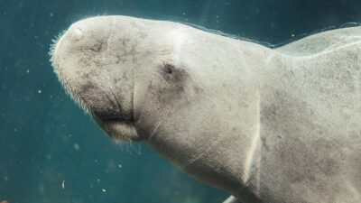 Araştırmacılar, Miyosen Dönemi'nde denizineği familyasından dugongların hem timsahlar hem de