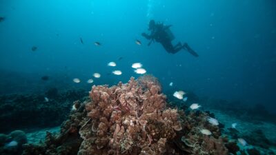 ANKARA (AA) – Okyanus sularının ısınması, güneydeki balık türlerinin kuzeye