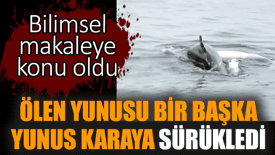 Zeytinburnu açıklarında ölen yunusun başka bir yunus tarafından 6 günde