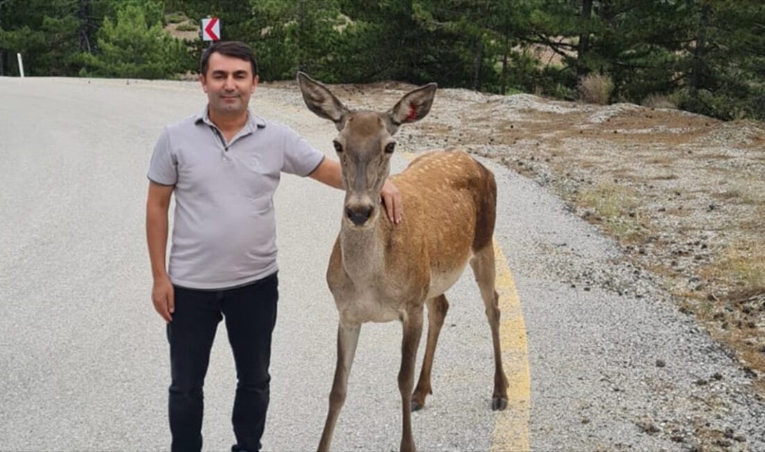 Burdur'daki Salda Gölü'nün çevresindeki ormana salınan kızıl geyikler beslenirken görüntülendi.