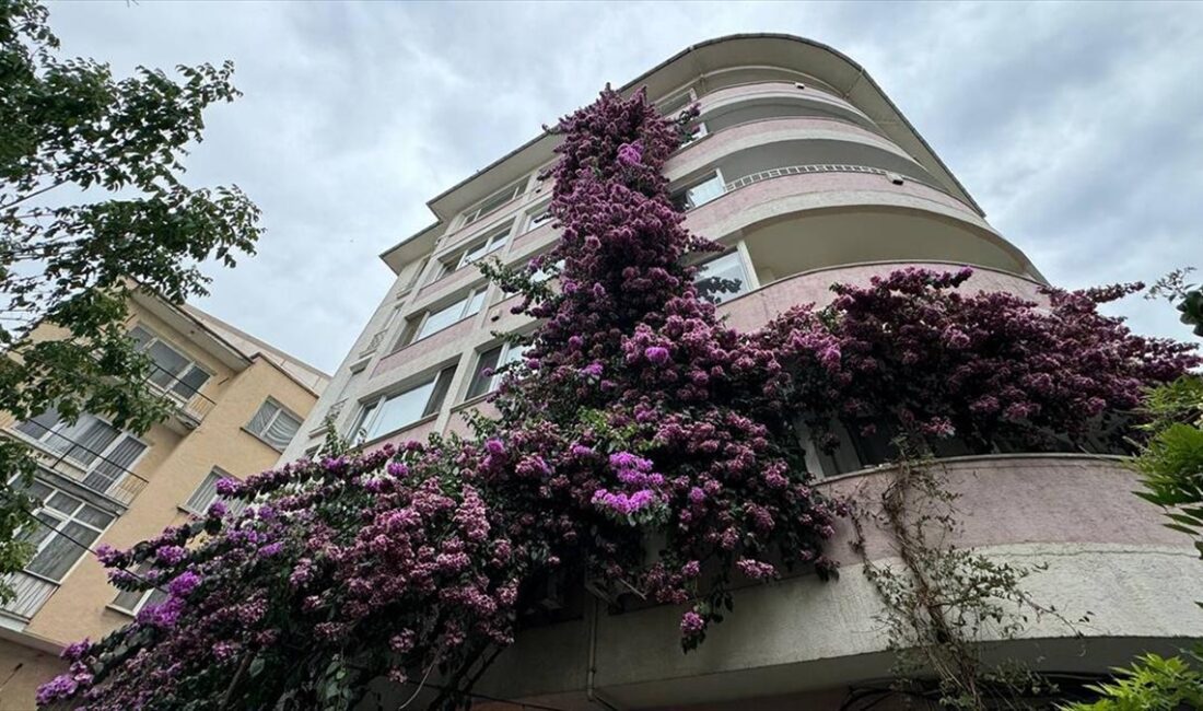Şişli'deki 5 katlı tarihi apartmanı sarıp sarmalayan begonvil çiçekleri oluşturduğu
