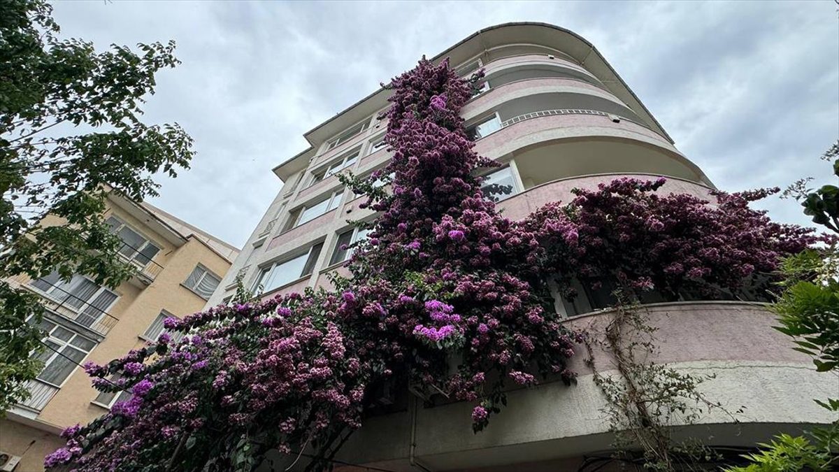 Şişli'deki 5 katlı tarihi apartmanı sarıp sarmalayan begonvil çiçekleri oluşturduğu