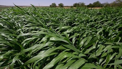 Gaziantep'te "sorgum sudan otu melezi" bitkisinin üretiminin yaygınlaştırılarak hayvancılıkta yem