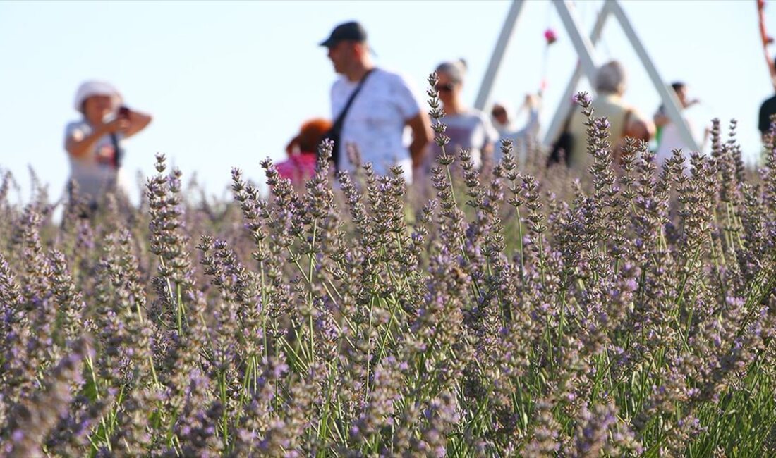 Tekirdağ'da turistlerin ilgi odağı haline gelen kanola, lavanta ve ayçiçek