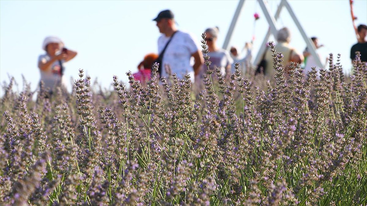 Tekirdağ'da turistlerin ilgi odağı haline gelen kanola, lavanta ve ayçiçek