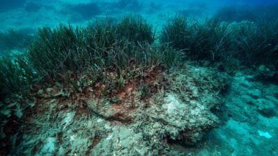 ANTALYA (AA) – SÜLEYMAN ELÇİN – Teknelerin çapaları “Akdeniz’in akciğerleri”