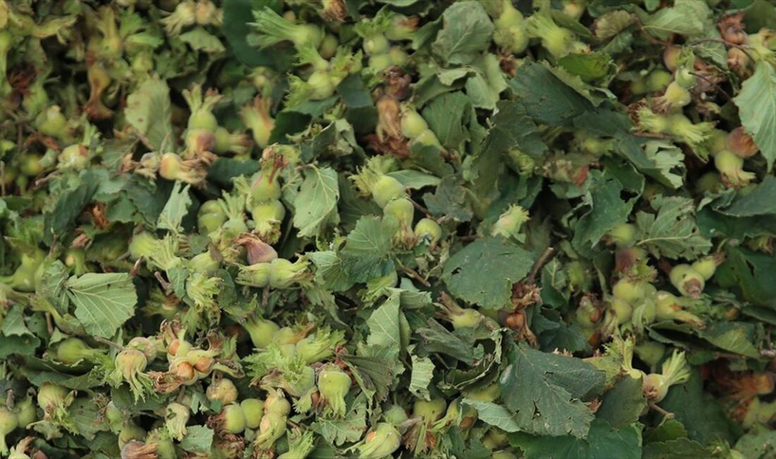 ANKARA (AA) – Tarım ve Orman Bakanlığından yapılan a&ccedil;ıklamaya g&ouml;re,