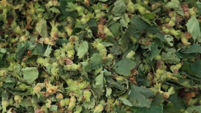 ANKARA (AA) – Tarım ve Orman Bakanlığından yapılan a&ccedil;ıklamaya g&ouml;re,