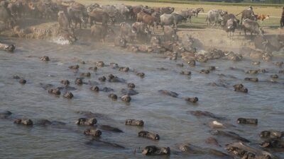 Tokat Damızlık Manda Yetiştiricileri Birliği Başkanı Muzaffer Keser, "2011 yılında