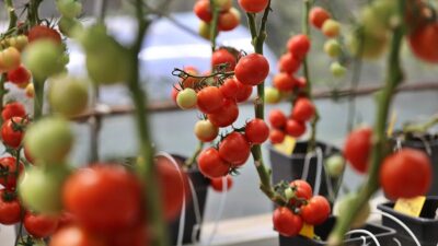 Ondokuz Mayıs Üniversitesi (OMÜ) Ziraat Fakültesinde hayata geçirilen projede, Türk