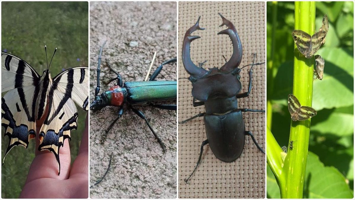 İstanbul Üniversitesi-Cerrahpaşa (İÜC) Orman Fakültesi Orman Entomolojisi ve Koruma Ana