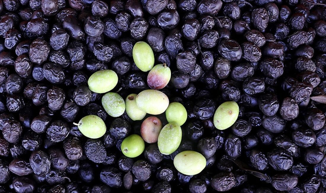Türkiye'de geçen yıl ekimde başlayan zeytin ihracat sezonunun 10 aylık