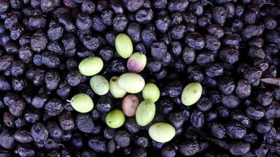 Türkiye'de geçen yıl ekimde başlayan zeytin ihracat sezonunun 10 aylık