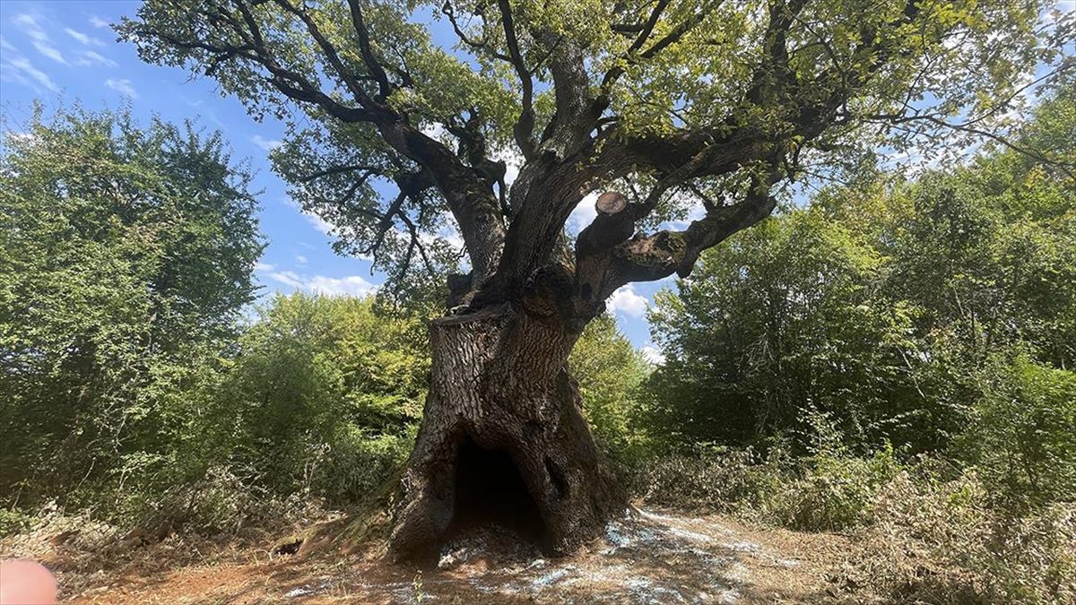 Bolu'nun Mengen ilçesinde "Türkiye'nin en yaşlı meşe ağacı" olarak tescillenen
