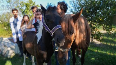 Yüksek verimli kısraklardan alınan embriyoların sağlıklı dişi atlara nakledilmesi yöntemiyle