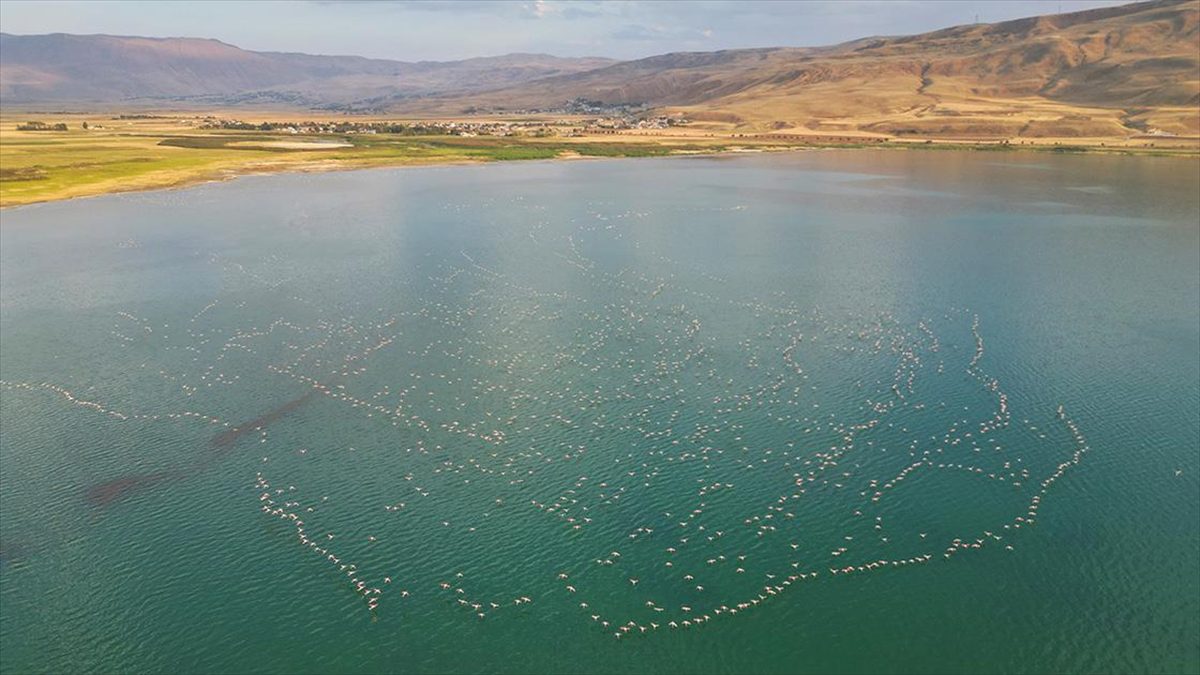 Türkiye'nin en önemli sulak alanlarının bulunduğu Van Gölü Havzası, göç