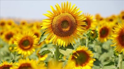 ANKARA (AA) – Konuya ilişkin Cumhurbaşkanı Kararı Resmi Gazete’de yayımlanarak