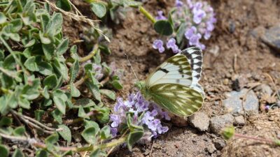 Ağrı Dağı'nda, "dorukların benekli meleği" olarak adlandırılan benekli kelebek türü