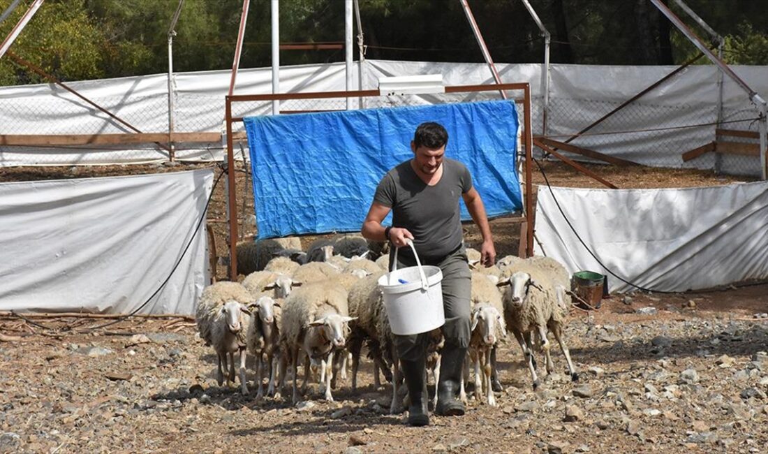 Almanya'dan Türkiye'ye kesin dönüş yapan Hasan Sarıtaş, geliştirdiği et verimi