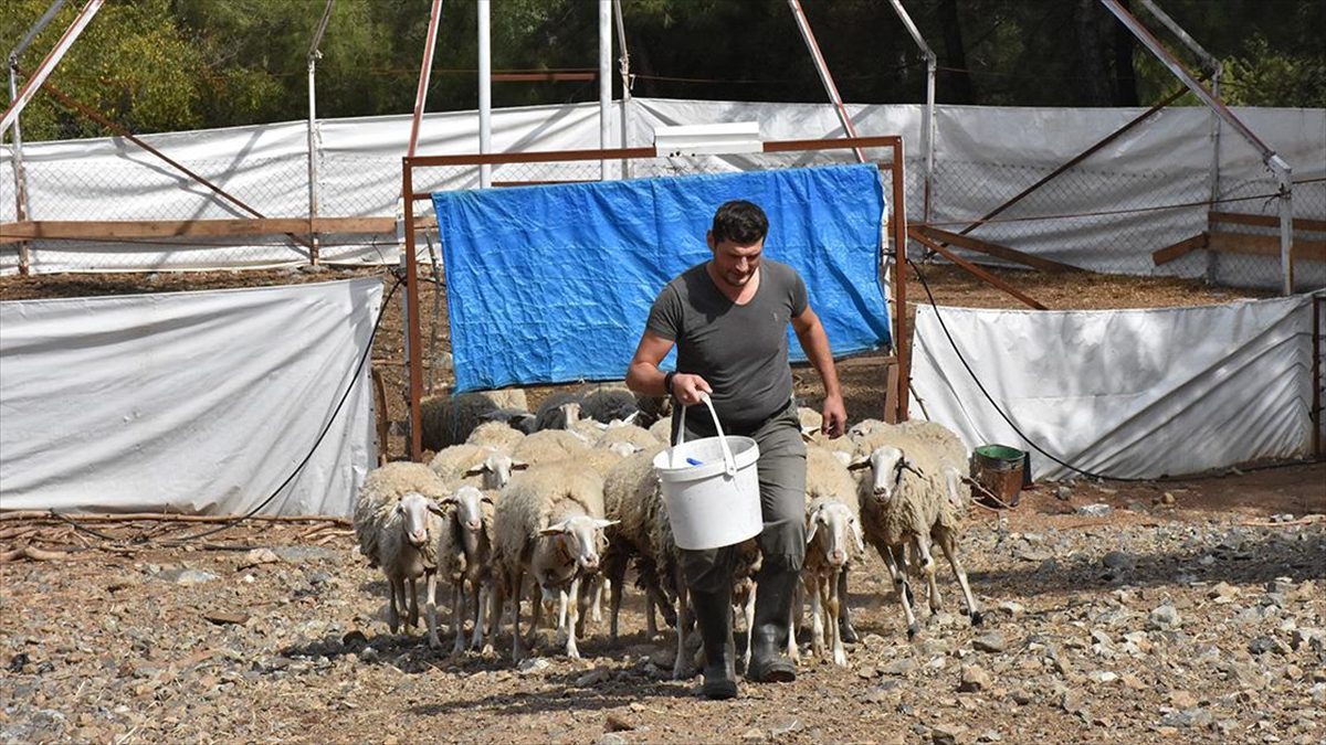 Almanya'dan Türkiye'ye kesin dönüş yapan Hasan Sarıtaş, geliştirdiği et verimi