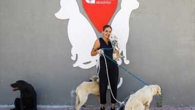 ANTALYA (AA) – Antalya Büyükşehir Belediyesi barınağındaki 642 kedi ve