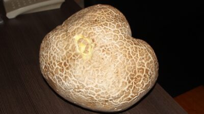 ANTALYA (AA) – Antalya'nın Akseki ilçesinde bir kişi, arazide 8