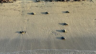 ANTALYA (AA) – SÜLEYMAN ELÇİN – Nesli tükenme tehdidi altındaki