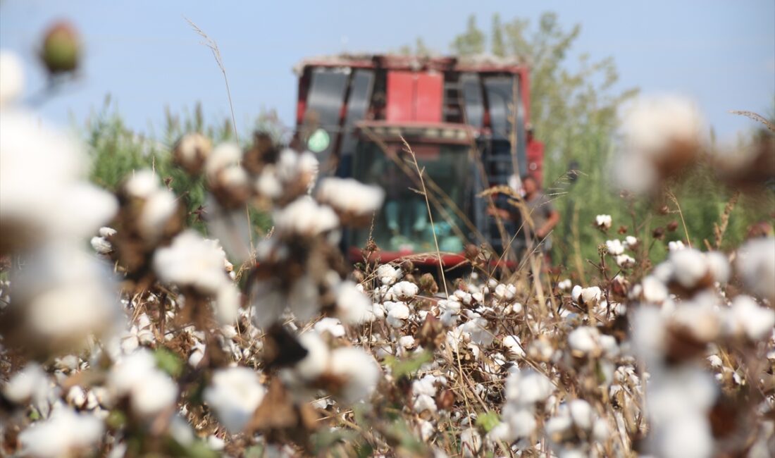ANTALYA (AA) – Tarımda önemli bir potansiyele sahip Antalya'da pamuk