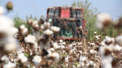 ANTALYA (AA) – Tarımda önemli bir potansiyele sahip Antalya'da pamuk
