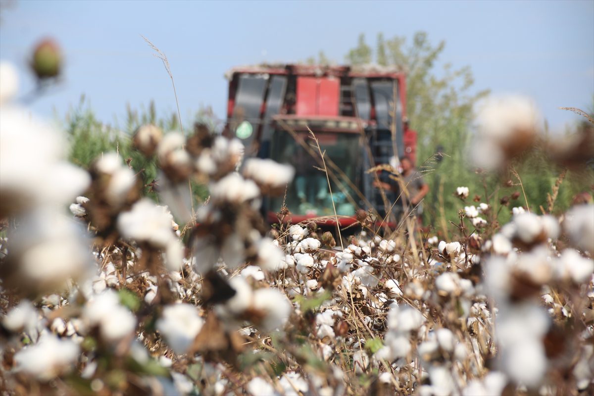 ANTALYA (AA) – Tarımda önemli bir potansiyele sahip Antalya'da pamuk