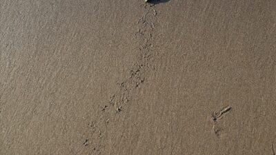 ANTALYA (AA) – SÜLEYMAN ELÇİN – Nesli tükenme tehdidi altındaki