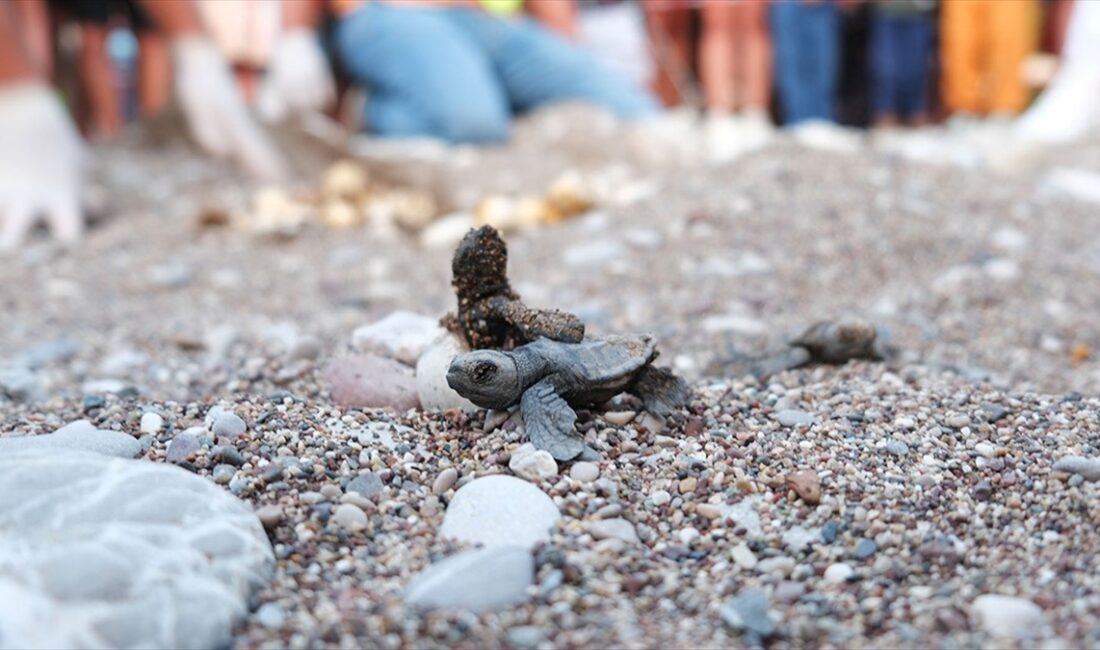 Antalya'nın Kemer ilçesindeki Çıralı sahilinde 180 yuvadan çıkan yaklaşık 4