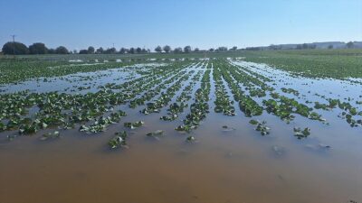 Samsun'un Bafra ilçesinde şiddetli yağışlar sonrası bazı tarım alanları zarar