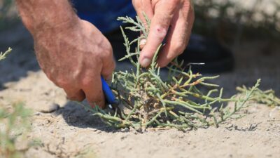 ANTALYA (AA) – FATİH HEPOKUR – Antalya'nın Manavgat ilçesinde 25