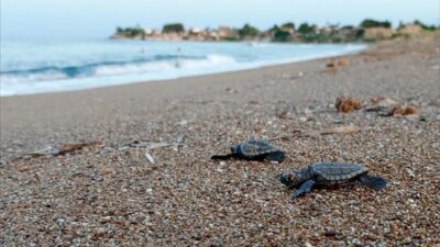 Özel Çevre Koruma Bölgeleri sınırlarında bulunan 5 ayrı kumsaldaki 4