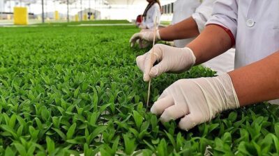 Tarım ve Orman Bakanlığınca 2024'te yapılacak bitkisel üretim desteklerine ilişkin