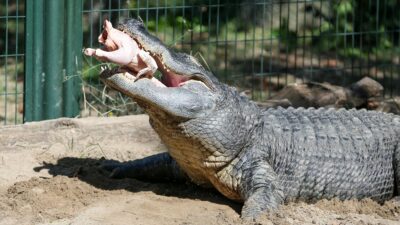 Bursa Hayvanat Bahçesi'nin sakinlerinden alligator cinsi timsah, metabolizmasının yavaşladığı ve