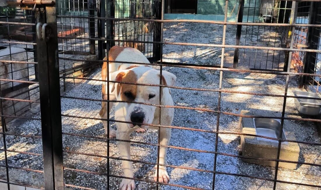 Bursa'nın Osmangazi ilçesinde bir atı yaralayan pitbull cinsi köpek, belediye