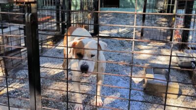 Bursa'nın Osmangazi ilçesinde bir atı yaralayan pitbull cinsi köpek, belediye