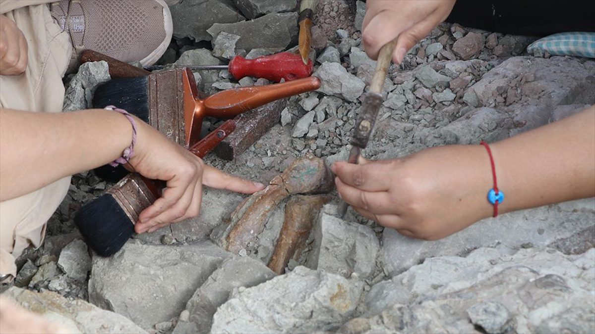 Çankırı'da en eskisi 9 milyon yıl öncesine tarihlendirilen fosillerin bulunduğu