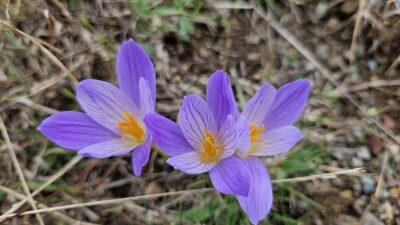 Çankırı'nın Yapraklı ilçesinde yaylalar, "vargit" çiçekleriyle süslendi.