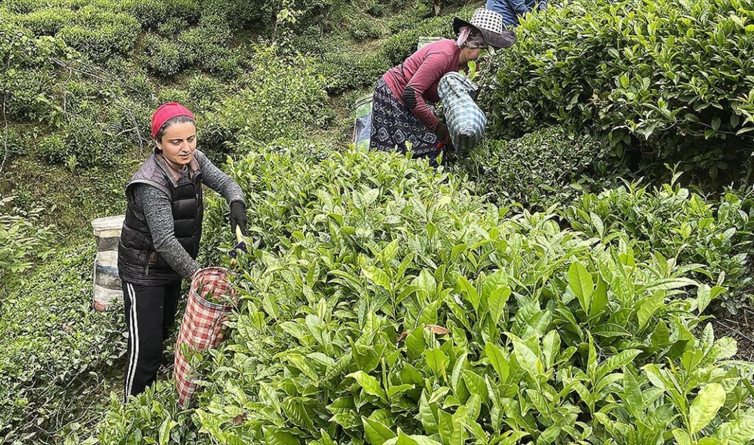 RİZE (AA) – ÇAYKUR’dan yapılan yazılı açıklamada, üçüncü sürgün yaş