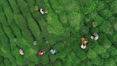 RIZE (AA) – RİZE (AA) – ÇAYKUR’dan kota açıklaması. ÇAYKUR’dan