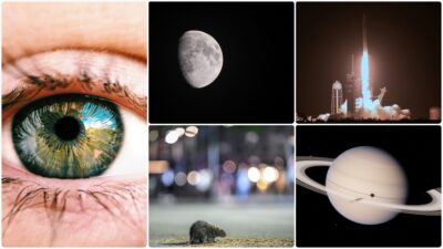 Gıda boyası kullanılarak derileri geçici olarak şeffaflaştırılan farelerden insanlık tarihindeki