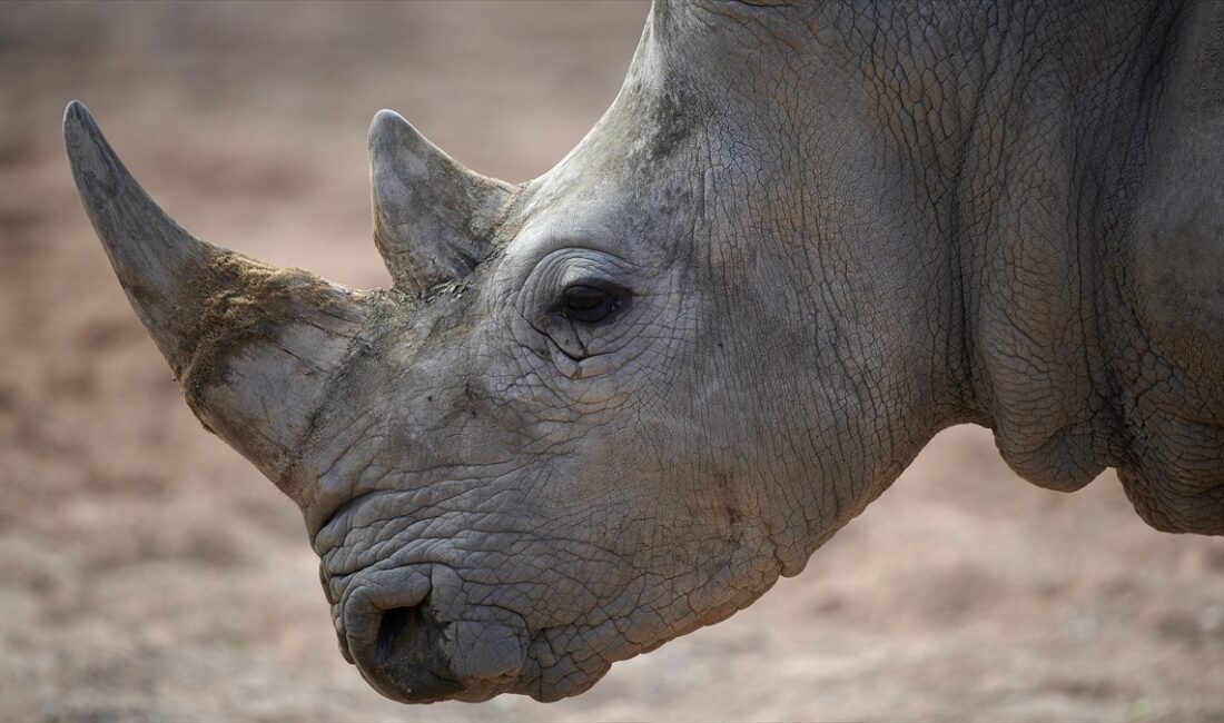 ANKARA (AA) – BBC’nin haberine göre, İngiltere’de bulunan Knowsley Safari