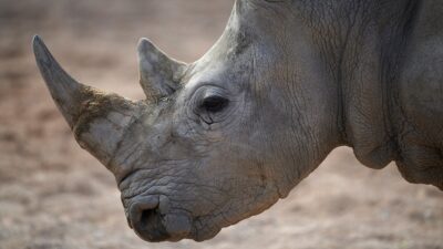 ANKARA (AA) – BBC’nin haberine g&ouml;re, İngiltere’de bulunan Knowsley Safari