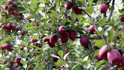 Türkiye'nin ocak-ağustos dönemindeki elma ve elma suyu ihracatı, geçen yılın